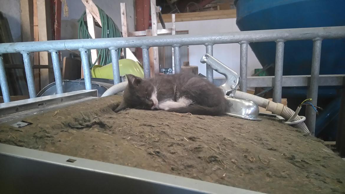 Huskat Hesselgaards Ash  (forsvundet)  billede 17