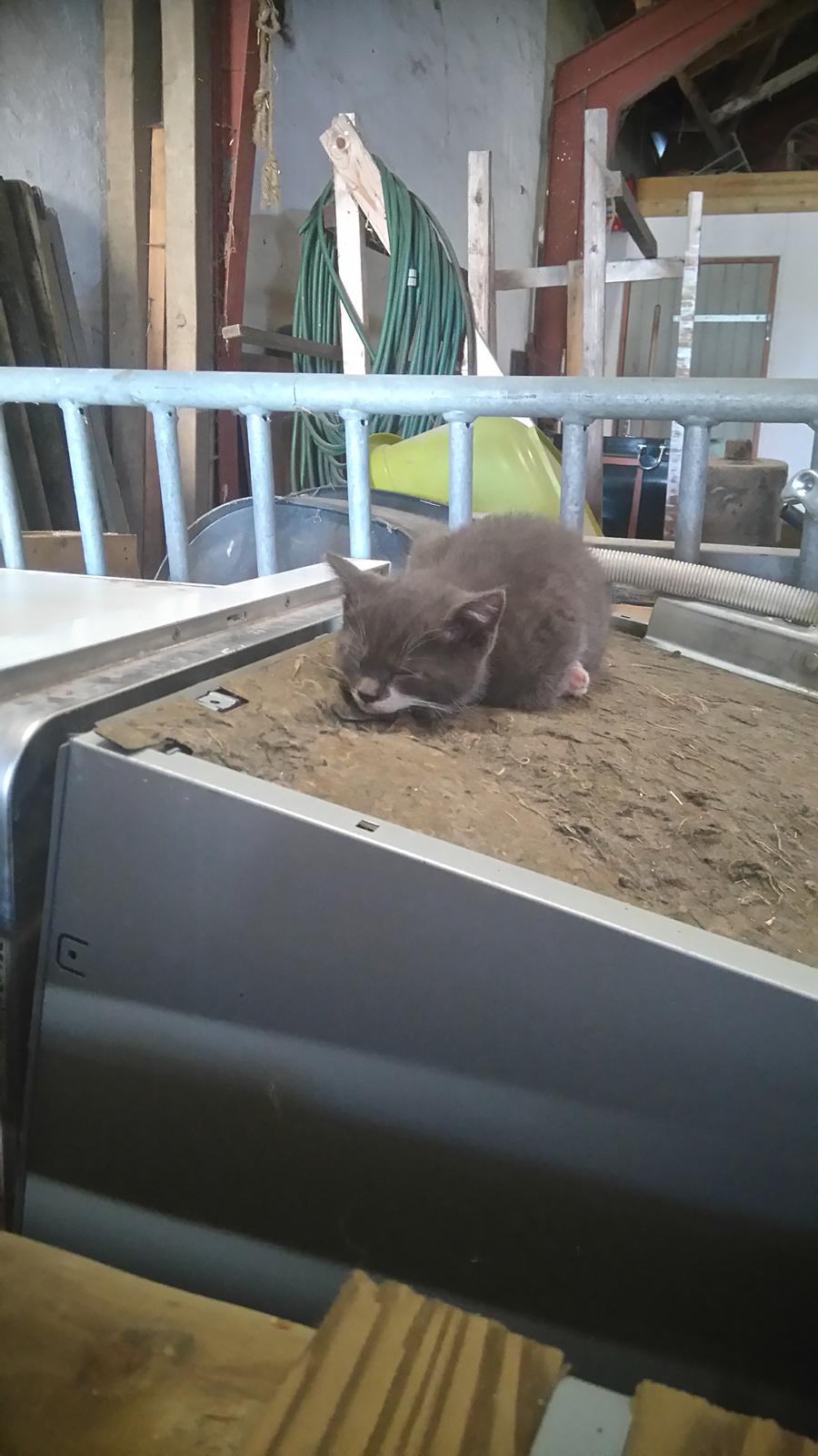 Huskat Hesselgaards Ash  (forsvundet)  billede 24