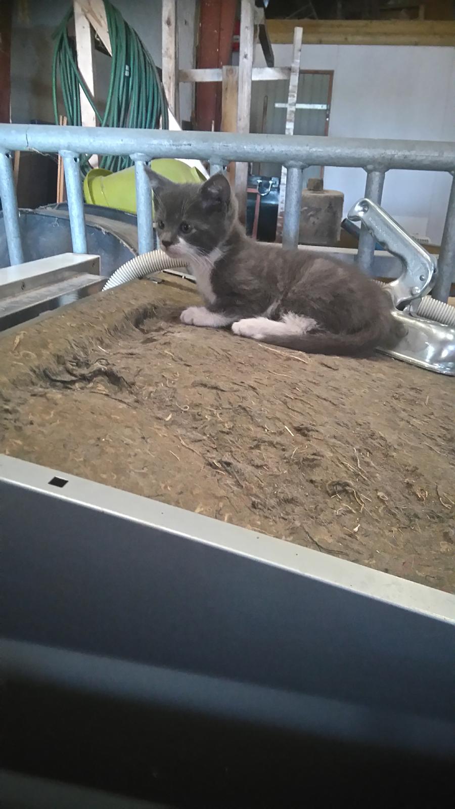 Huskat Hesselgaards Ash  (forsvundet)  billede 20