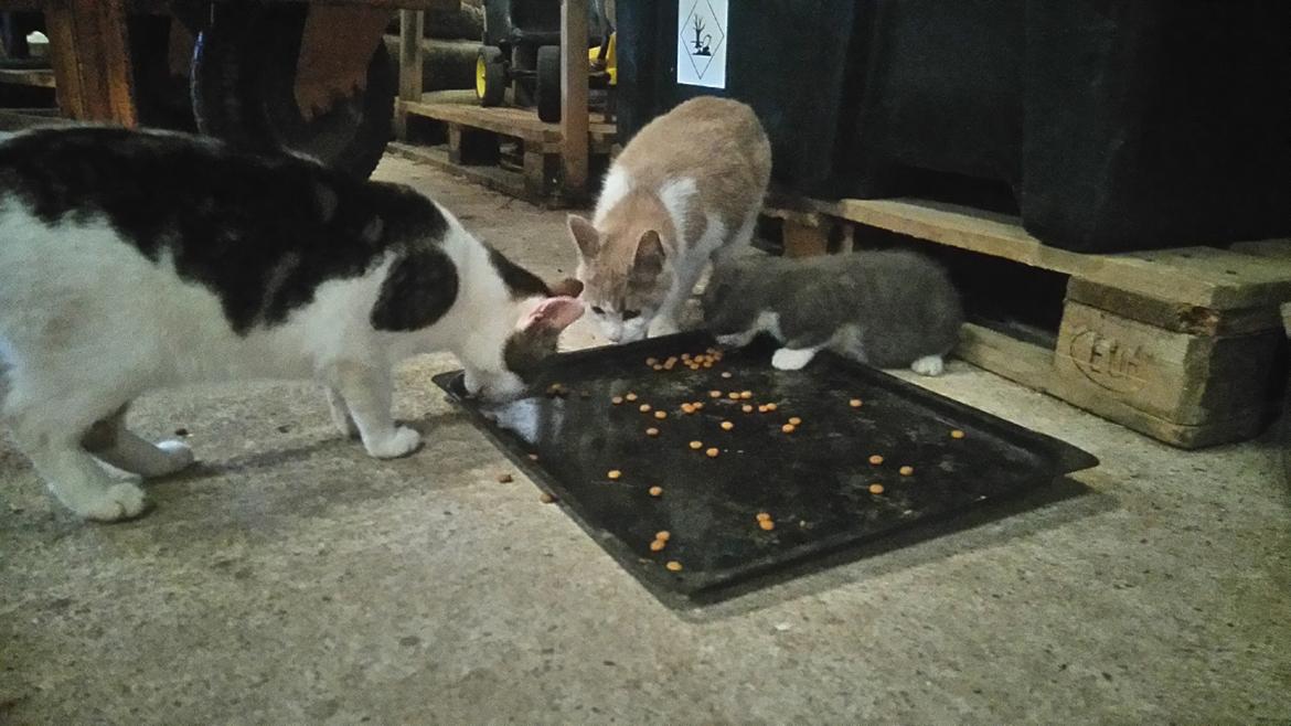 Huskat Hesselgaards Ash  (forsvundet)  billede 25