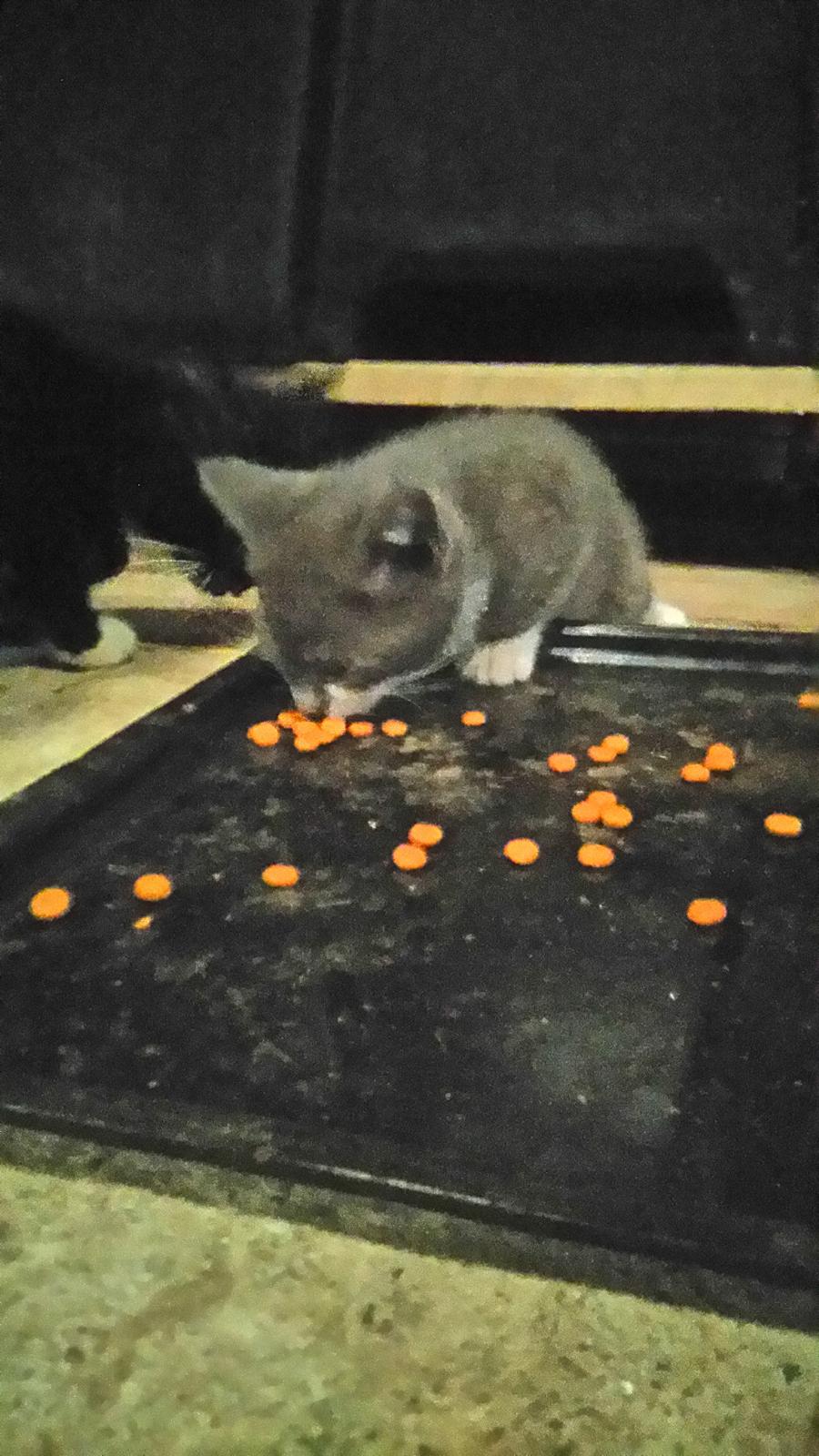 Huskat Hesselgaards Ash  (forsvundet)  billede 22