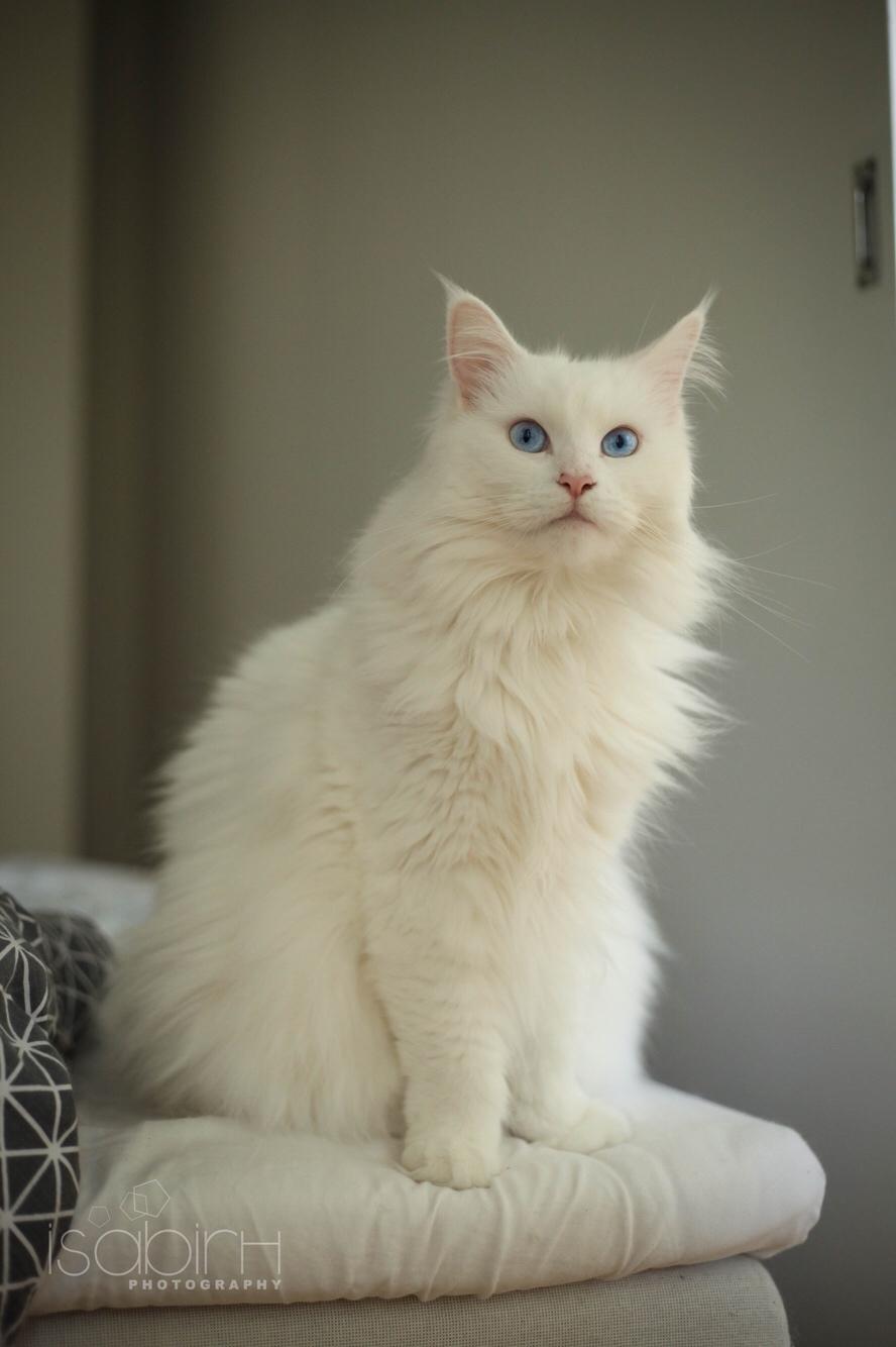 Blanding af racer Silla billede 17