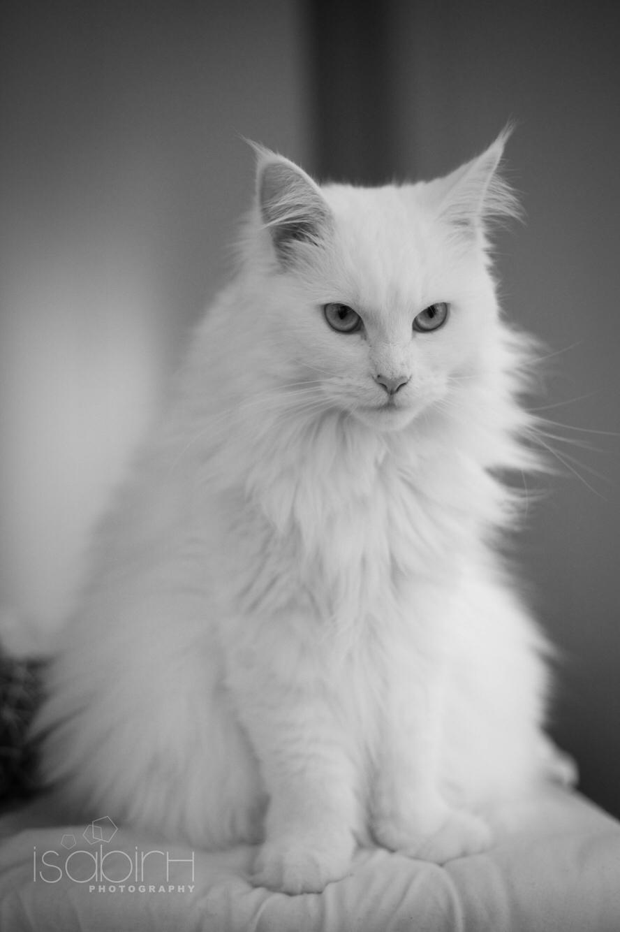 Blanding af racer Silla billede 19