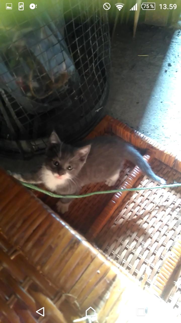 Huskat Hesselgaards Ash  (forsvundet)  billede 12