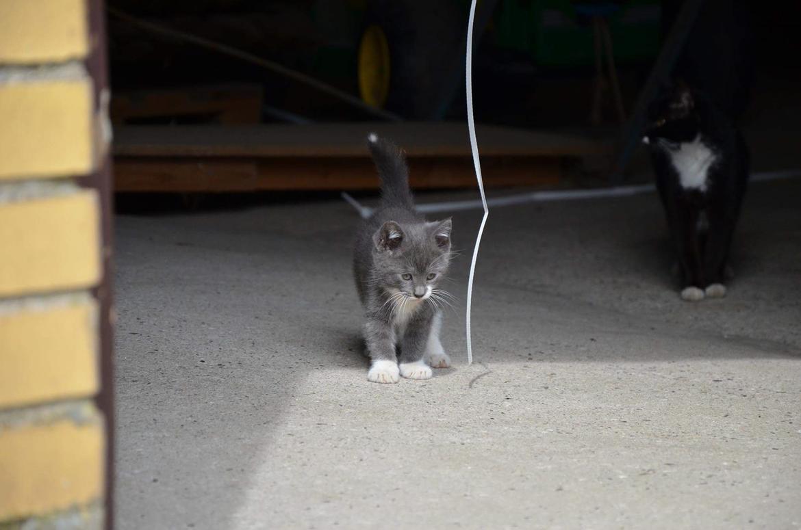 Huskat Hesselgaards Ash  (forsvundet)  billede 10