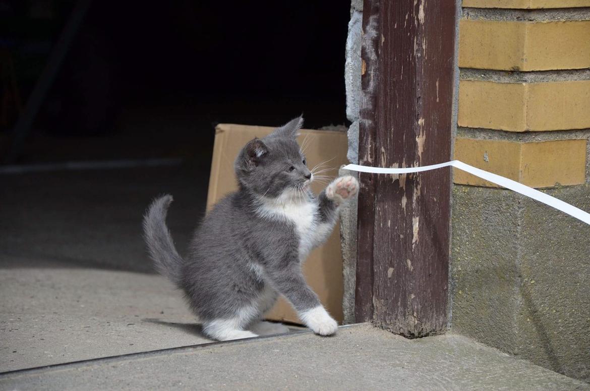 Huskat Hesselgaards Ash  (forsvundet)  billede 16