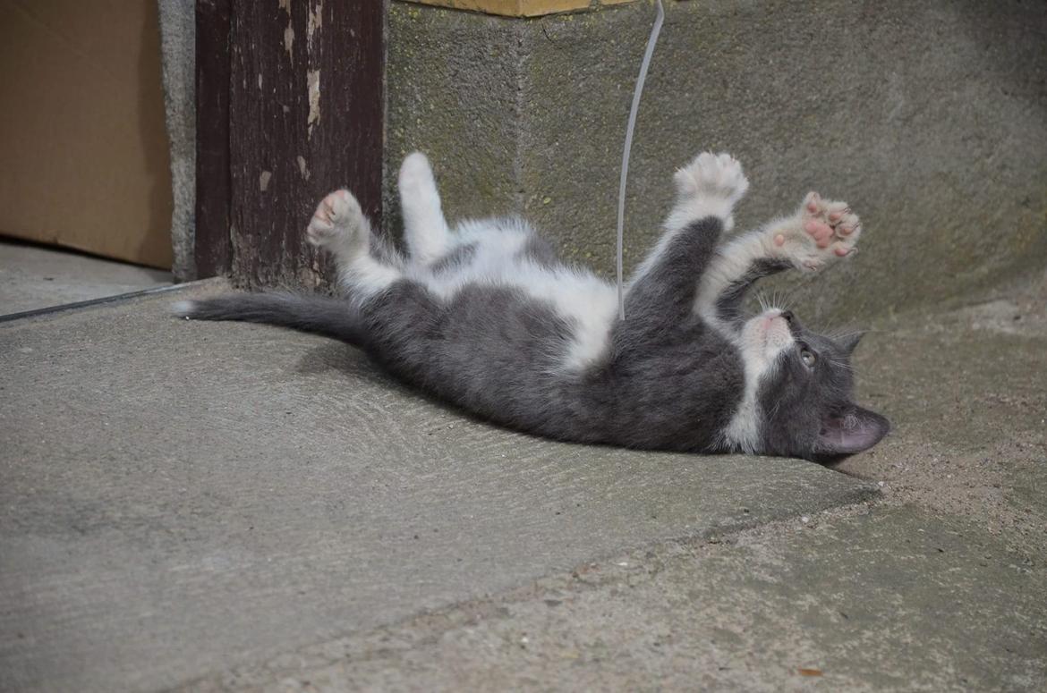 Huskat Hesselgaards Ash  (forsvundet)  billede 23