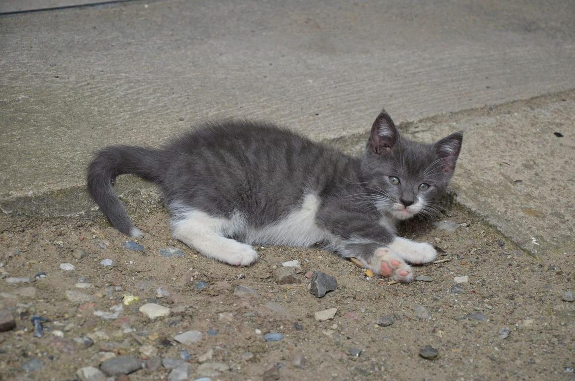 Huskat Hesselgaards Ash  (forsvundet)  billede 6