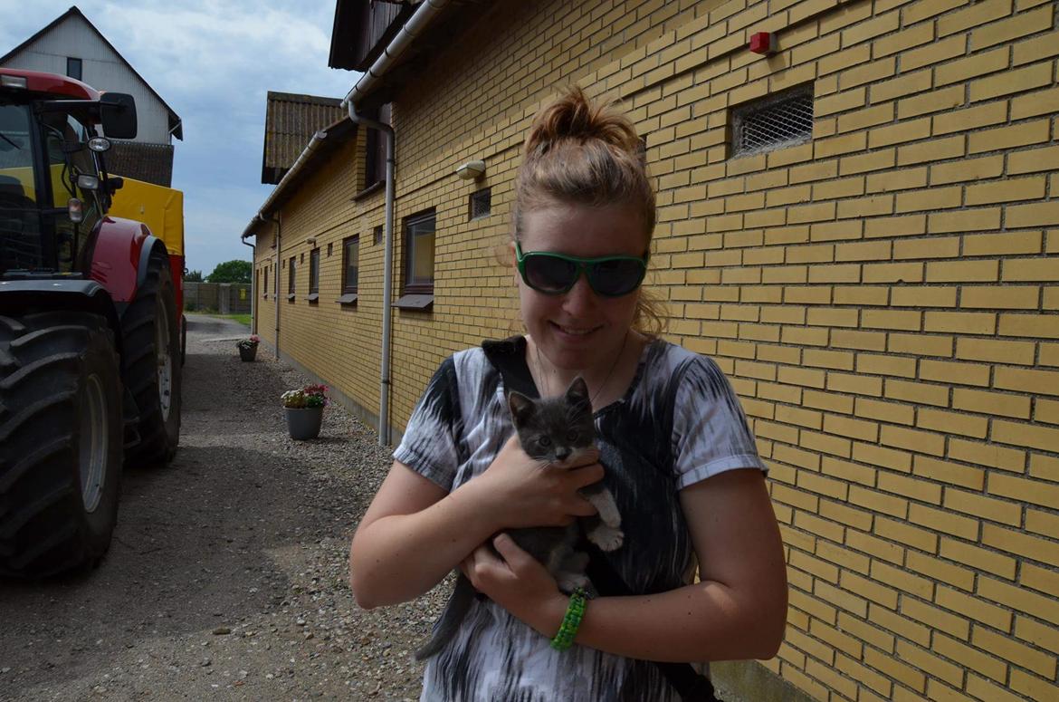 Huskat Hesselgaards Ash  (forsvundet)  billede 26