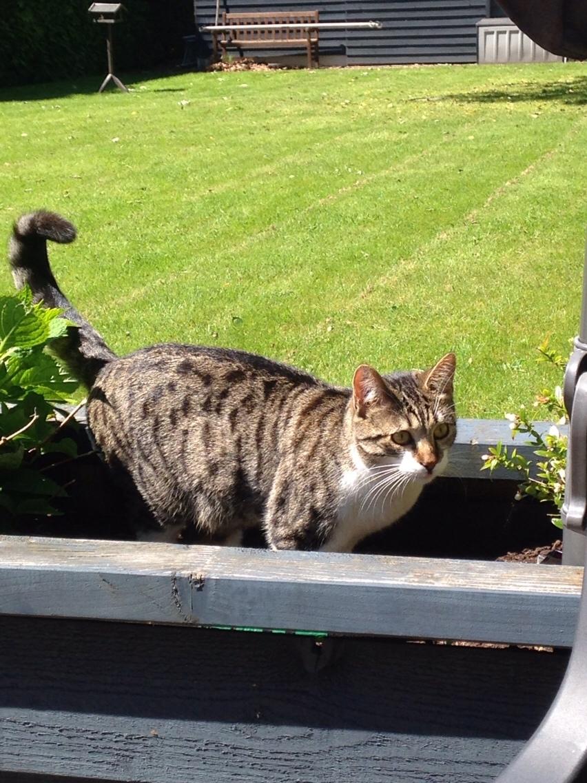 Huskat Mille billede 32