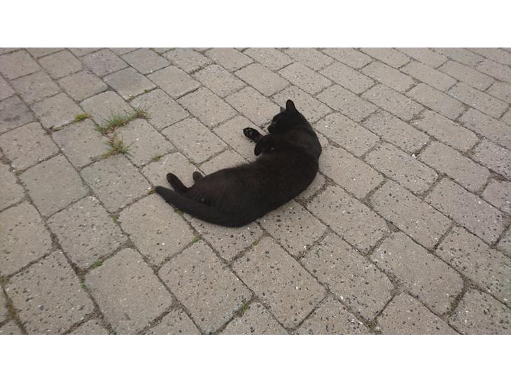 Huskat Shady billede 0