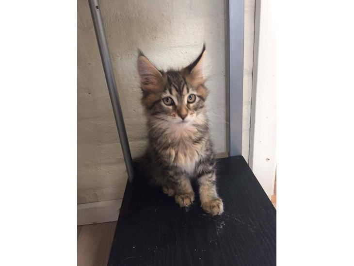 Maine Coon Dk Engbergs Aya billede 1