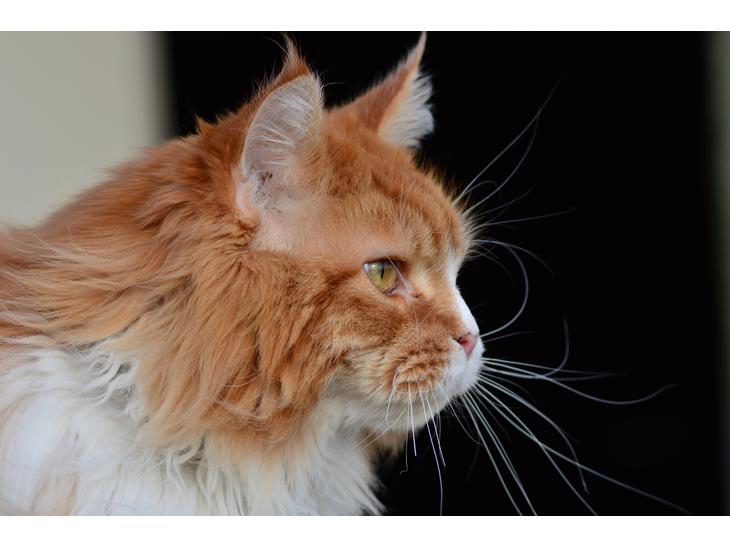 Maine Coon Timitas Danish Dynamite billede 1