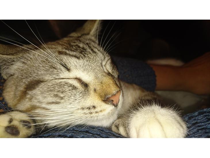 Blanding af racer Paw billede 1