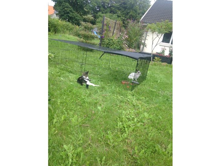 Huskat Vilma billede 0