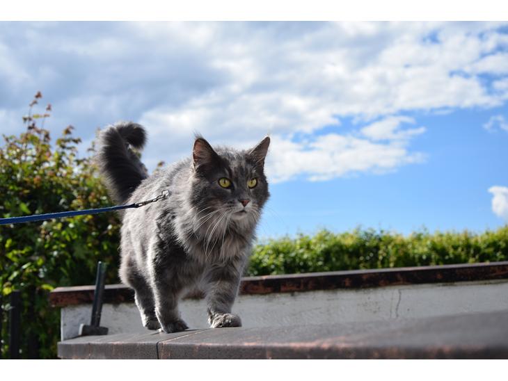 Maine Coon Bobby (hvil i fred <3) billede 1