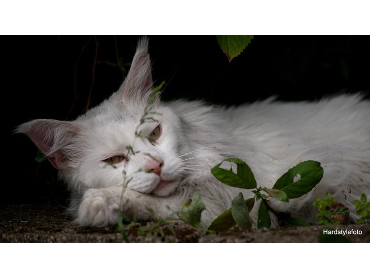 Maine Coon DK Napaloma`s Ghost billede 1