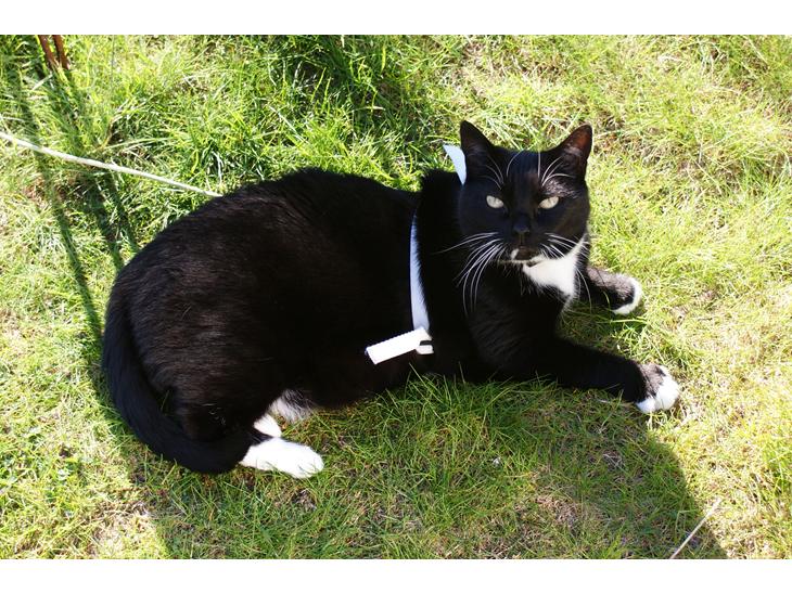 Huskat Pixie - Sommer 2014 - et års tid før hendes død :'( <3 billede 1