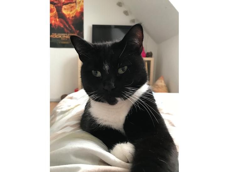 Huskat McGonagall billede 1