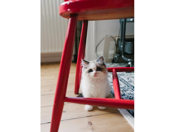 Ragdoll Cornelius (Seierø's Deluxe Edition) billede 1