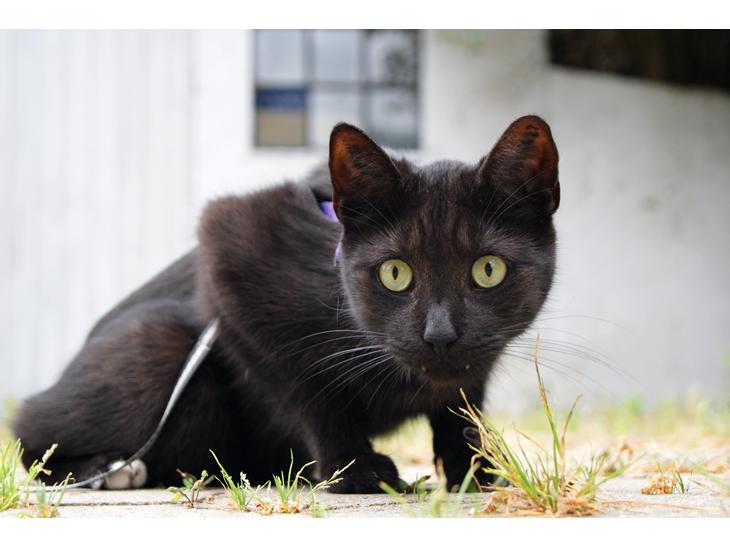 Huskat Bent Miau billede 1