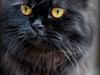 Selkirk Rex  Bamse  (Dk Selrexwin Blake)