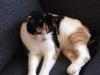 Huskat Lillemy himmelkat r.i.p [Tidl. kat]