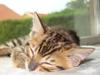 Bengal Tristan