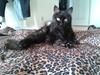 Maine Coon Nala