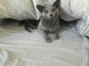 Russian Blue Malevich Empire State Of Mind