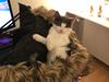 Huskat Sylvester (R.I.P)