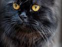 Selkirk Rex Bamse  (Dk Selrexwin Blake)