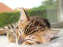Bengal Tristan