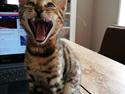 Bengal Apollo