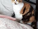 Selkirk Rex Uni