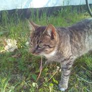 Blanding af racer Kitte