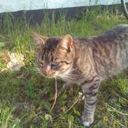 Blanding af racer Kitte