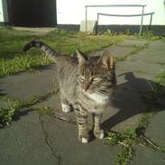 Blanding af racer Kitte