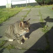 Blanding af racer Kitte