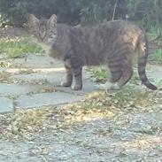 Blanding af racer Kitte