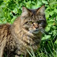 Maine Coon Thorkjærs Kathleen