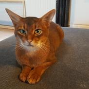 Abyssinier DDOne
