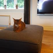 Abyssinier DDOne