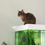 Abyssinier DDOne