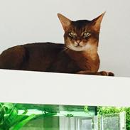 Abyssinier DDOne