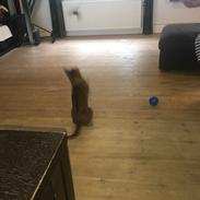 Abyssinier DDOne
