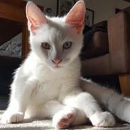 Blanding af racer Mellow