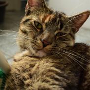 Blanding af racer Mimse