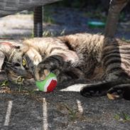 Blanding af racer Mimse