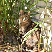 Blanding af racer Mimse